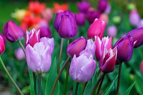 How To Care For Tulip Bulbs After Bloom To Keep Them