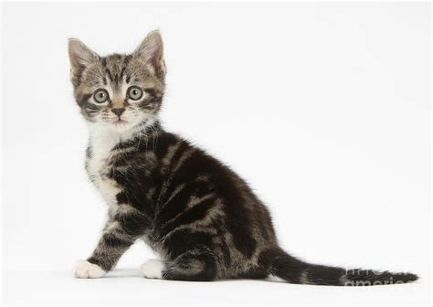 Tabby Kitten Photograph By Mark Taylor Pixels