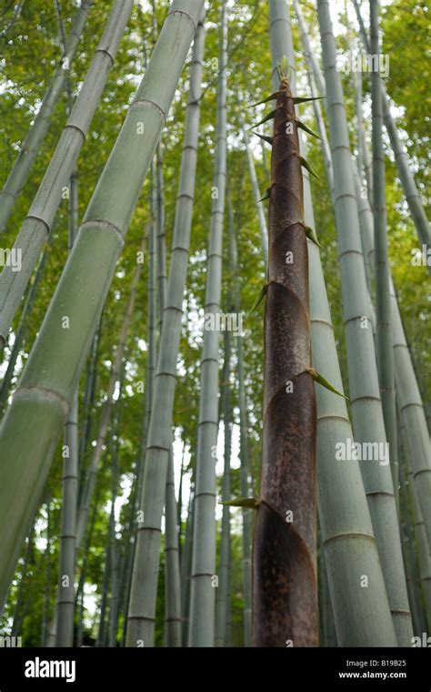 A Turion Of A Gigantic Bamboo Phyllostachys Viridis Turion De Bambou