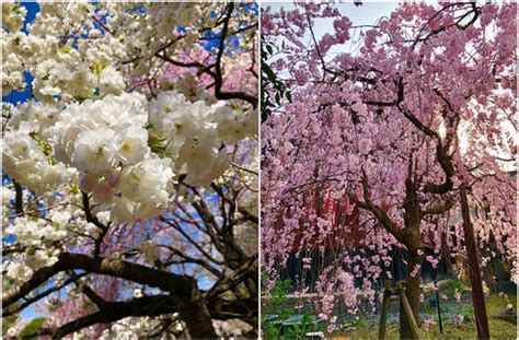 Free for commercial use no attribution required high quality images. Philippines has cherry blossoms as beautiful as Japan's ...