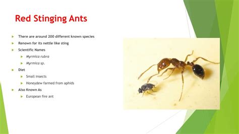 Ppt Types Of Ants Powerpoint Presentation Free Download Id6191505