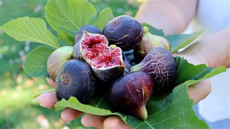Fresh Figs Vs Dried Is There A Nutritional Difference