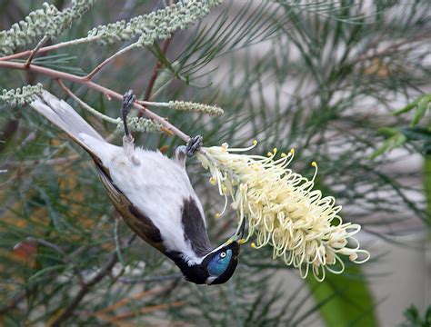 Birds Of Australia Plants Using Birds As Pollinators