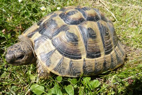 tortue Hermann | Turtle, Tortoises, Animals