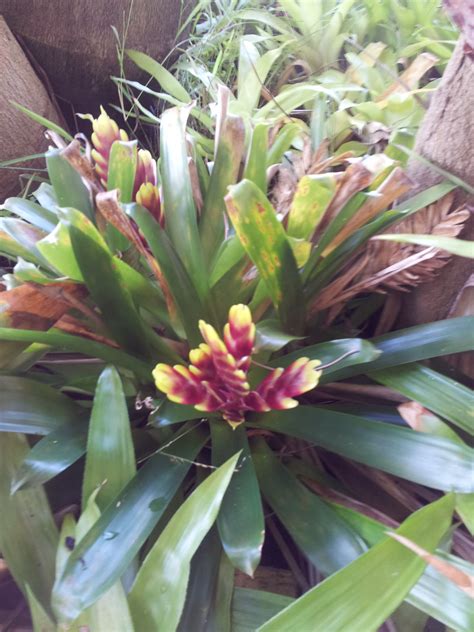 Mauve And Yellow Bromeliad Bromeliads Home And Garden Plants