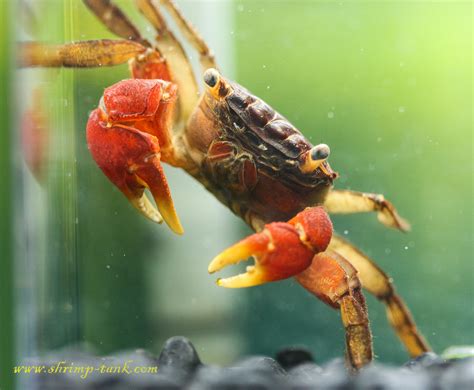 Red Claw Crab Photos Shrimp Tank