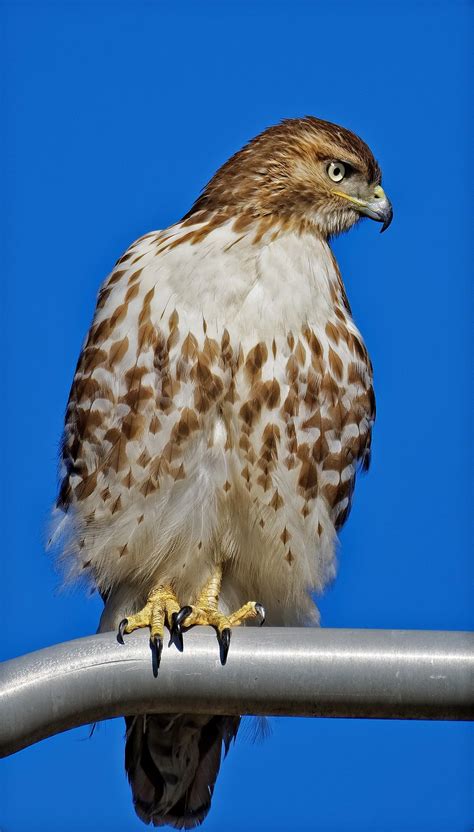 Juvenile Red Tail Hawk Perched On A Lamp Post Scanning For
