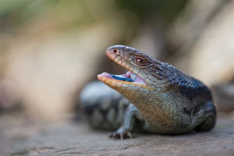 Blotched Blue Tongued Lizard Sean Crane Photography