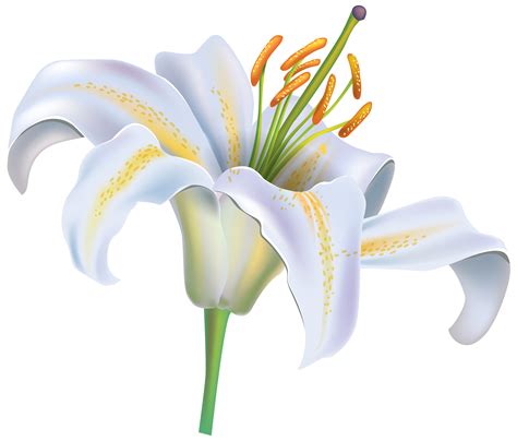 White Lily Clipart Clipground