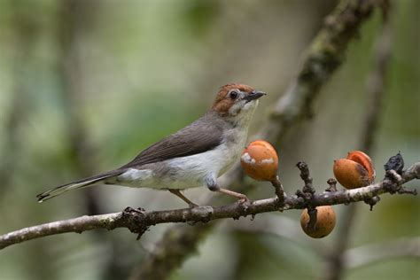 12 Destinations For Bird Watching In Malaysia Expatgo