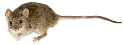 For my list of differences between rats and mice, please read on. Rat vs Mouse - What's the difference?