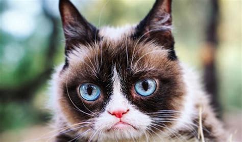Viral Star Grumpy Cat Passes Away Is Memorialized In Memes Tubefilter