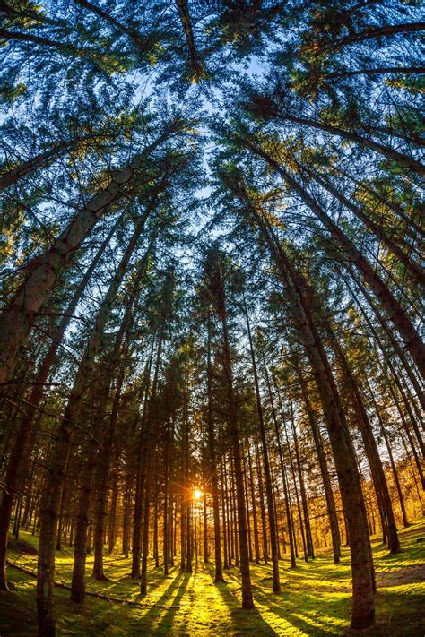 The Pine Forest Forest Sunset Nature Beautiful Landscapes