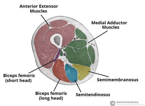 Upper Thigh Muscles Ct Anatomy Muscle Scan Br Posterior Muscles Of