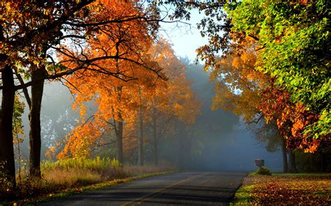 Autumn Forest Trees Red Leaves Road Wallpaper Nature And