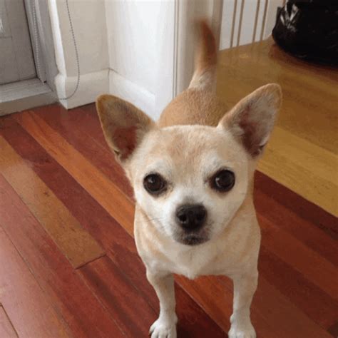 Chihuahua Animated 