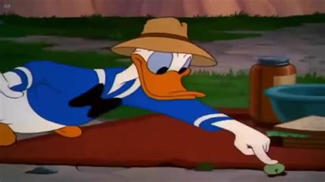 Donald Duck Cartoons Cartoon Movies Youtube
