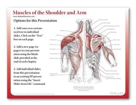 Muscles Of The Shoulder And Arm