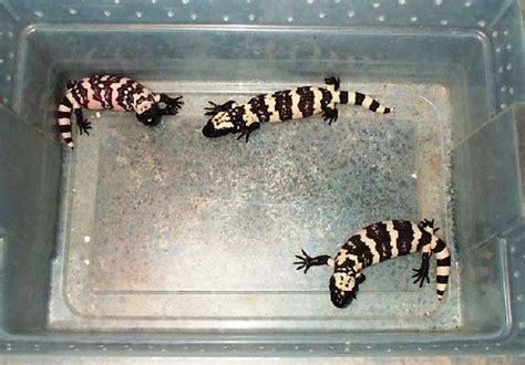 The gila monster is one of only two species of venomous lizards (its cousin, the mexican beaded lizard, is the other). Pin on Stuff