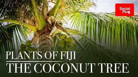 Plants Of Fiji The Coconut Tree Youtube