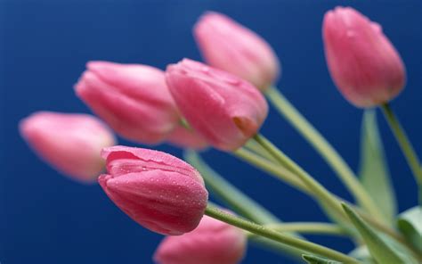 Focus Photography Of Pink Tulips Hd Wallpaper Wallpaper Flare