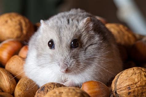 Hamster And Nuts Stock Image Image Of Cuddly Nuts Detail 25538903