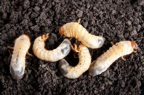 Deshazte De Las Larvas Del Césped Y Jardín Grub Worms Lawn And