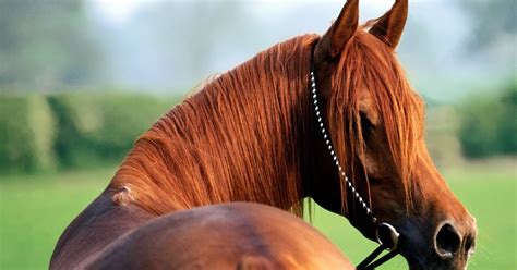 royalty free stock images: Windows Wallpaper Beautiful Horse