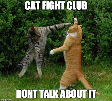 Cat Fight Imgflip