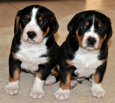 Entlebucher Mountain Dog Puppies Rescue Pictures Information