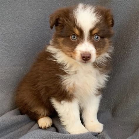 We usually have puppies available for purchase. TOY AUSTRALIAN SHEPHERD | MALE | ID:4739-KK - Central Park ...