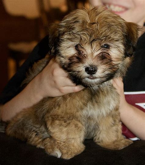 Below you will find a list of havanese breeders located in ohio. Havanese Puppies | Havanese puppies for sale, Havanese puppies