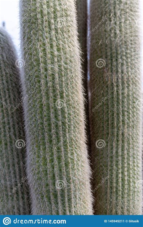 Bulk cactus and succulent soil sold by the cubic yard. Colorful Cactus Plants Varieties Growing On Volcanic Lava ...