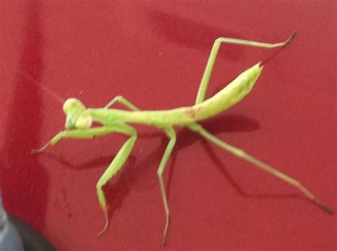 How To Care For Your Pet Praying Mantis Adopt And Shop