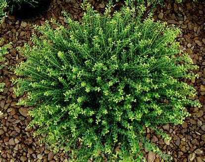 Evergreen shrub bush information and buy evergreen shrubs bushes for your evergreen shrubs live in all the hardiness zones and offer a smaller version of what can. Pin on Backyard Renovation