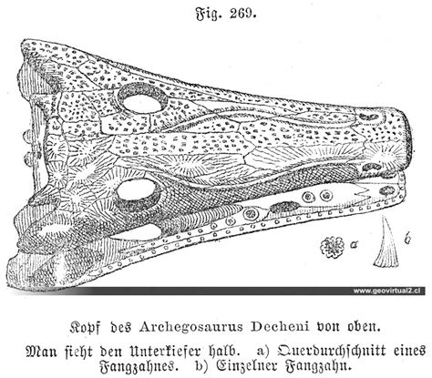 Ἀρχέγονος σαῦρος — первоначальный ящер) — род раннепермских темноспондилов. Ferdinand Siegmund (1877): Archegosaurus Decheni