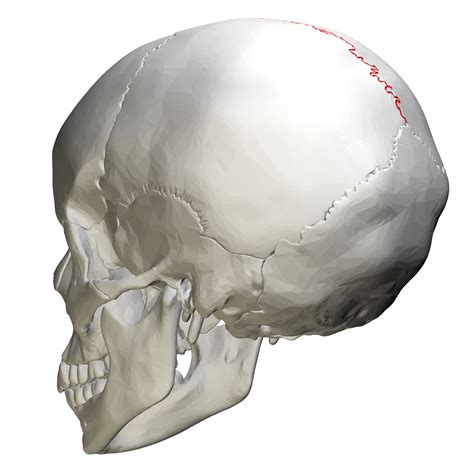 Filesagittal Suture Skull Posterior View01png Wikimedia Commons