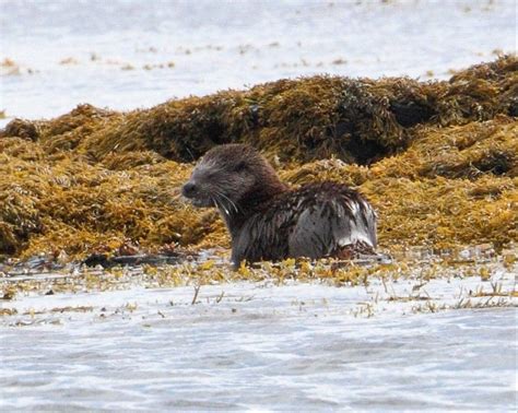 Naturetrek Wildlife Holidays Scotlands Mammals And Highlights Of The