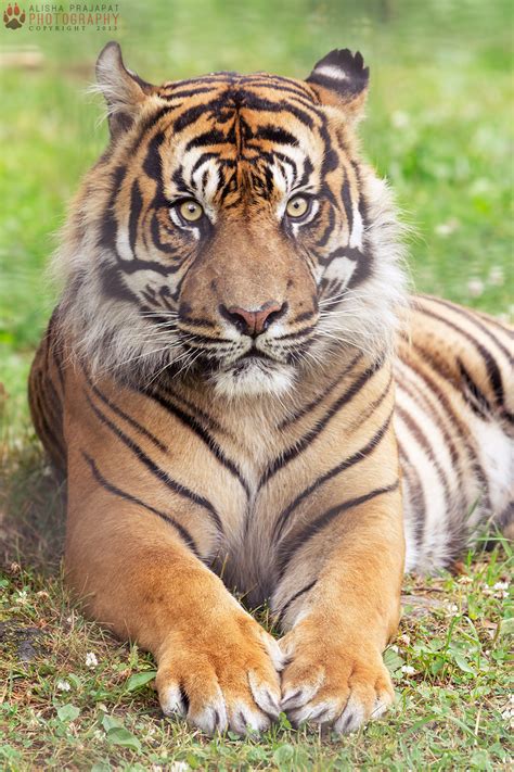 Portrait Of A Sumatran Tiger By Ravenith On Deviantart