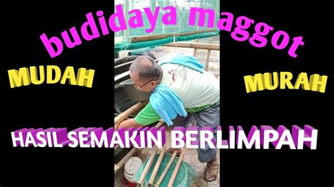 Ini bertujuan untuk memaksimalkan hasil produksi agar tepat guna. Manfaat kotoran ayam untuk pakan maggot dan pakan ...