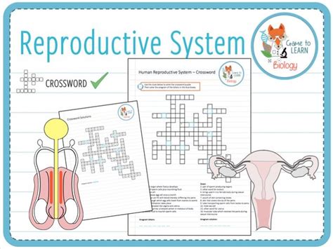 Human Reproductive System Crossword Ks2 3 Teaching Resources