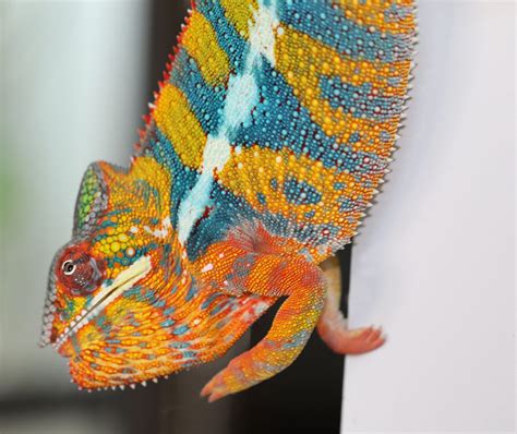 Ambilobe Panther Chameleons For Sale Chromatic Chameleons