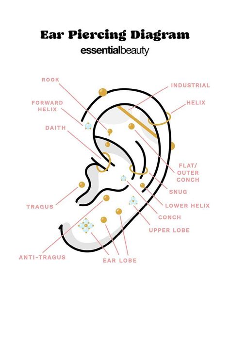 A Diagram Of All Piercings On The Ear Ear Piercing Diagram Ear Diagram