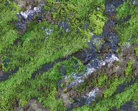 Rock Moss Texture Seamless 13170