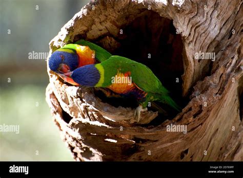 Rainbow Lorikeet At Nest Hi Res Stock Photography And Images Alamy