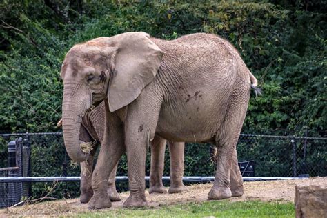 Elephant At Pittsburgh Zoo And Aquarium