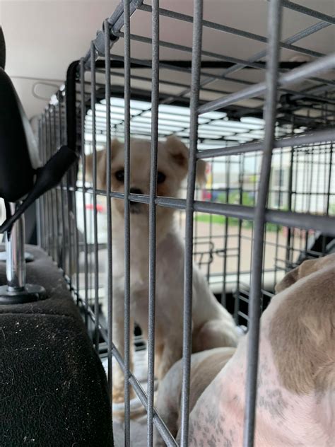 19 Puppy Mill Dogs Rescued On 65 Puppy Mill Rescue Team