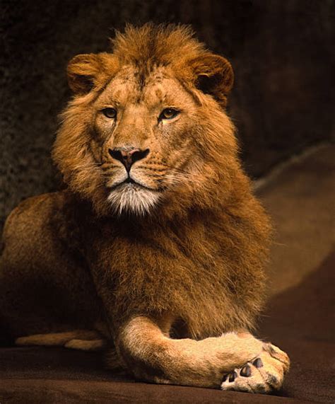 Best Majestic Lion Stock Photos Pictures And Royalty Free Images Istock