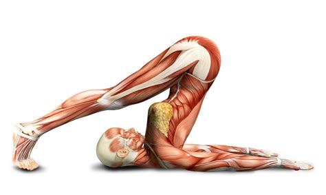 yoga anatomy 1440861 с изображениями Физкультура Тело Здоровье