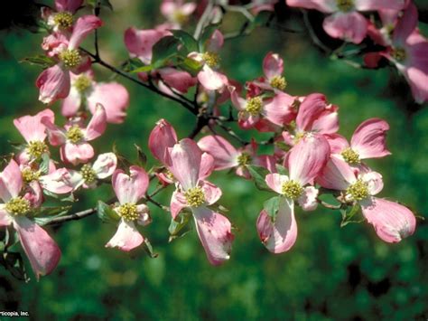 Flowering Dogwood Tree Varieties Hgtv